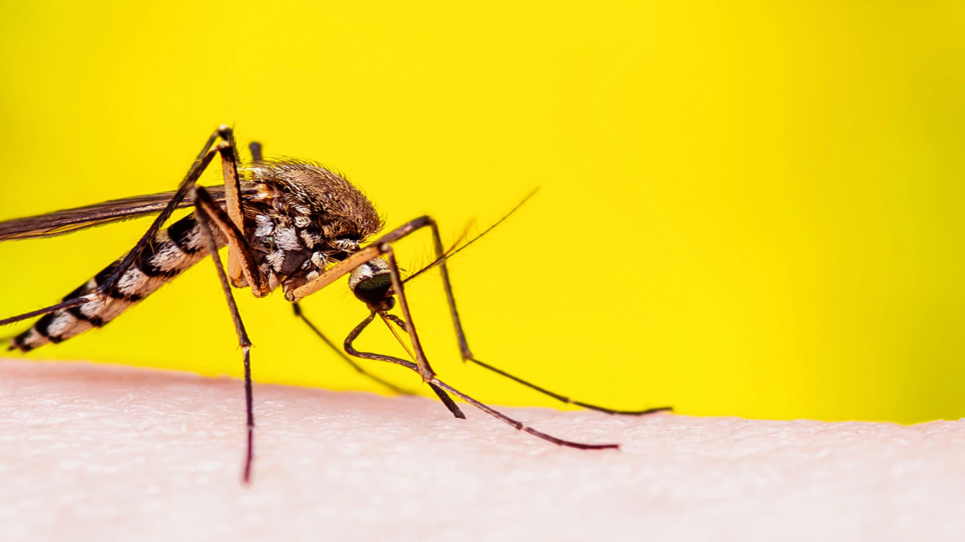 Pest Care Services