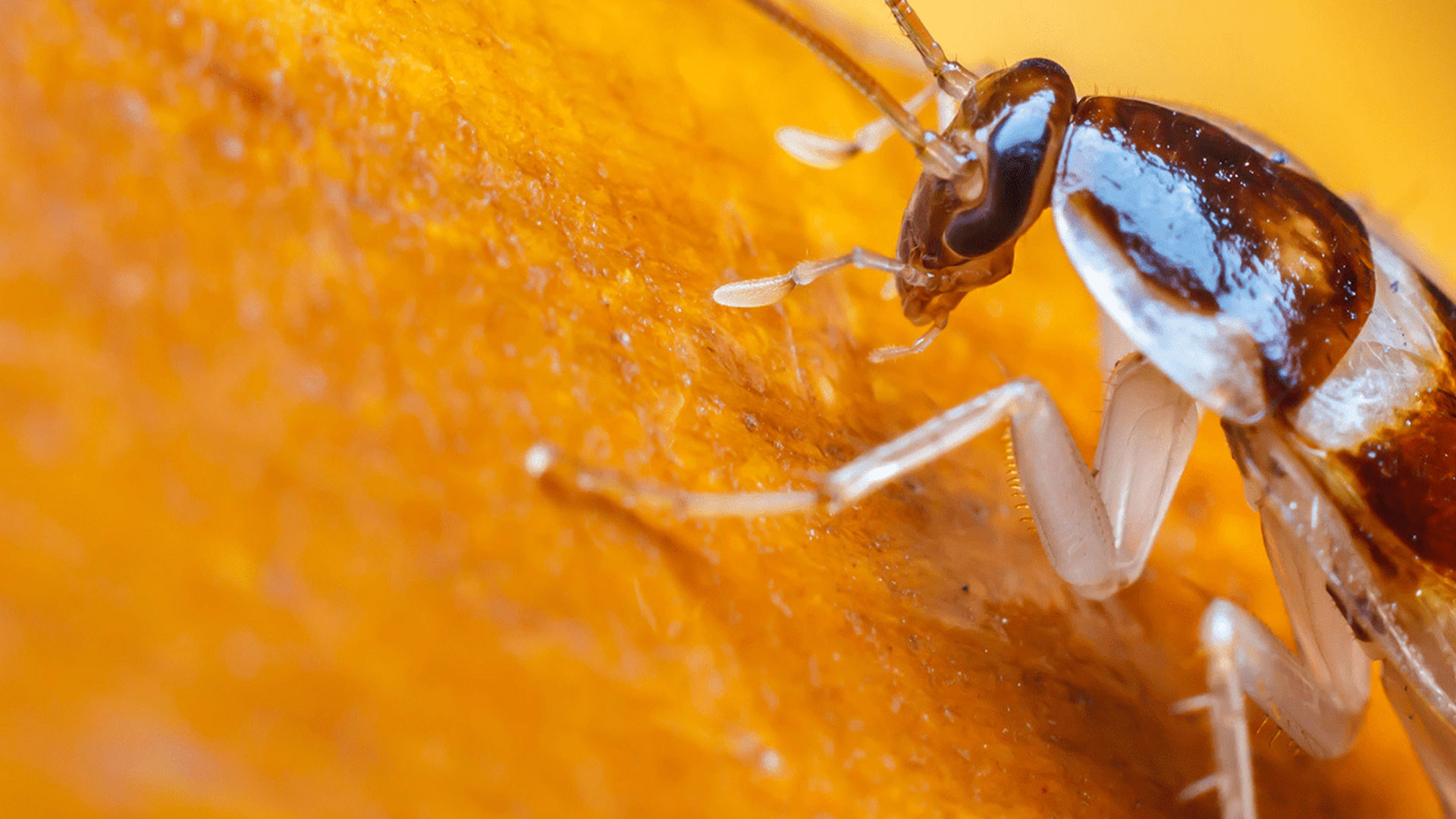 Pest Care Services